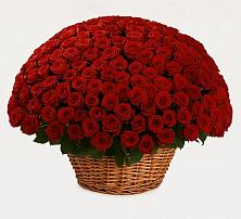 Премиум букет из: Розы в Балтаси